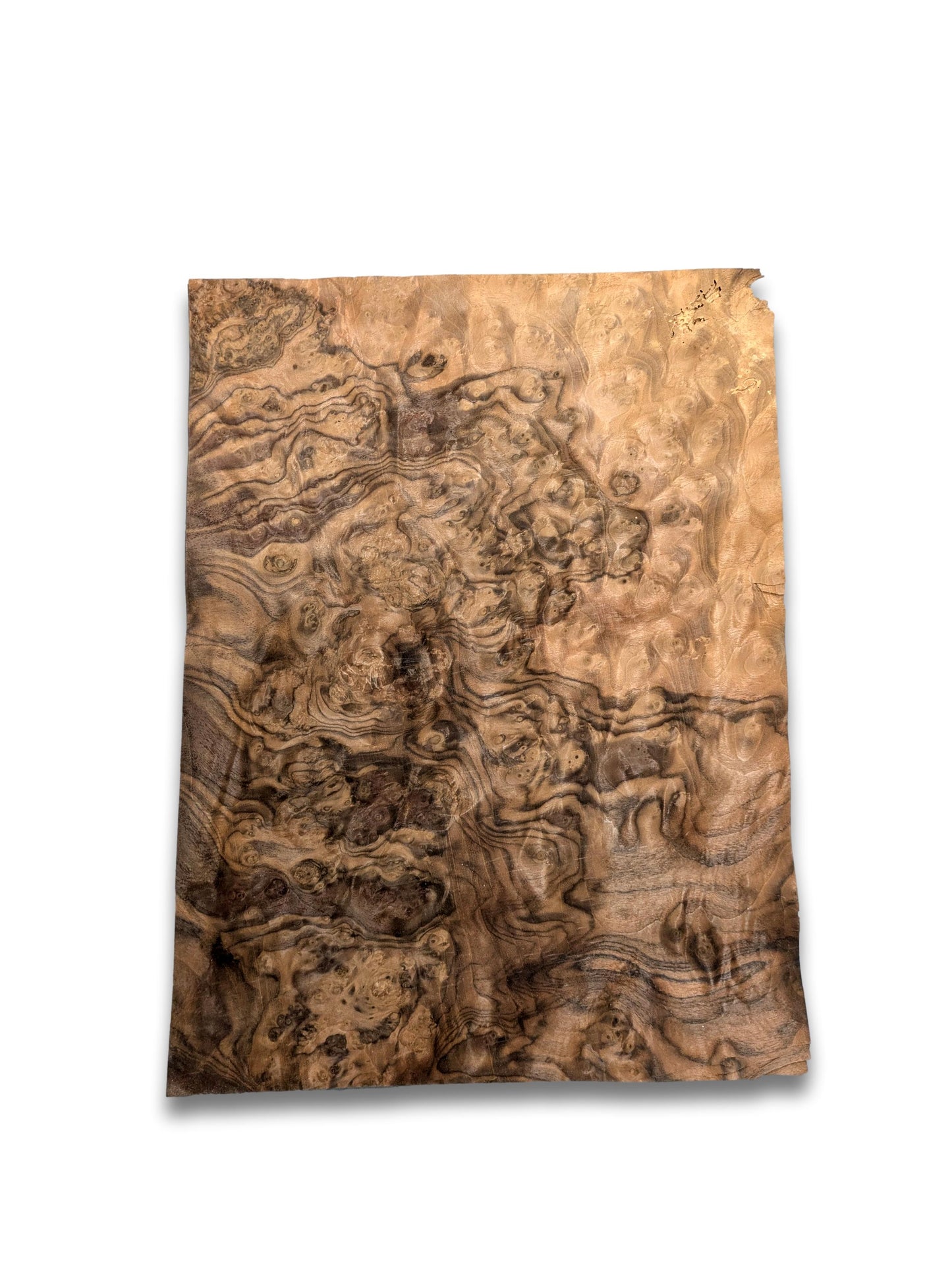 Placage de ronce de noyer | 45 x 33 cm