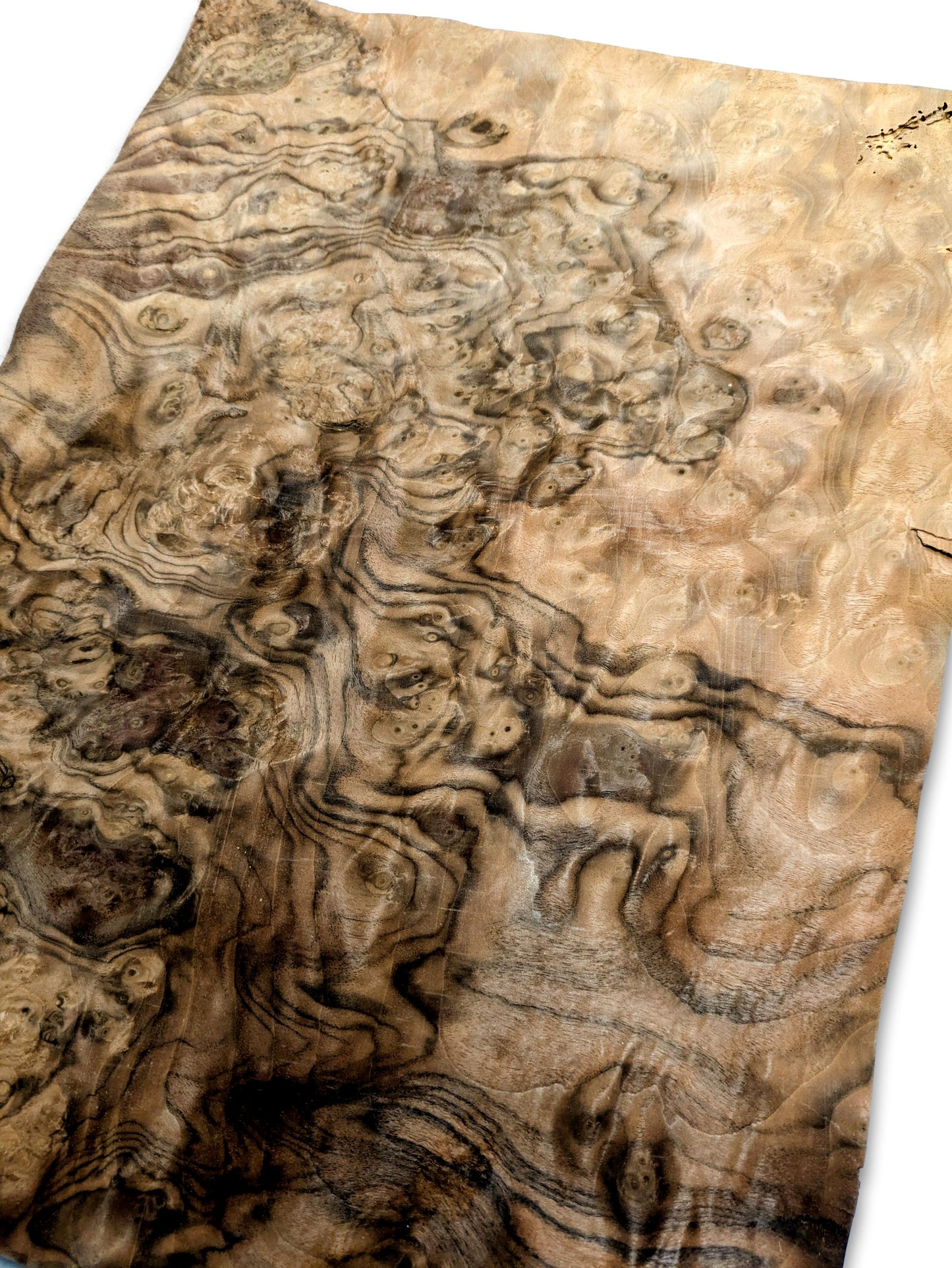 Placage de ronce de noyer | 45 x 33 cm