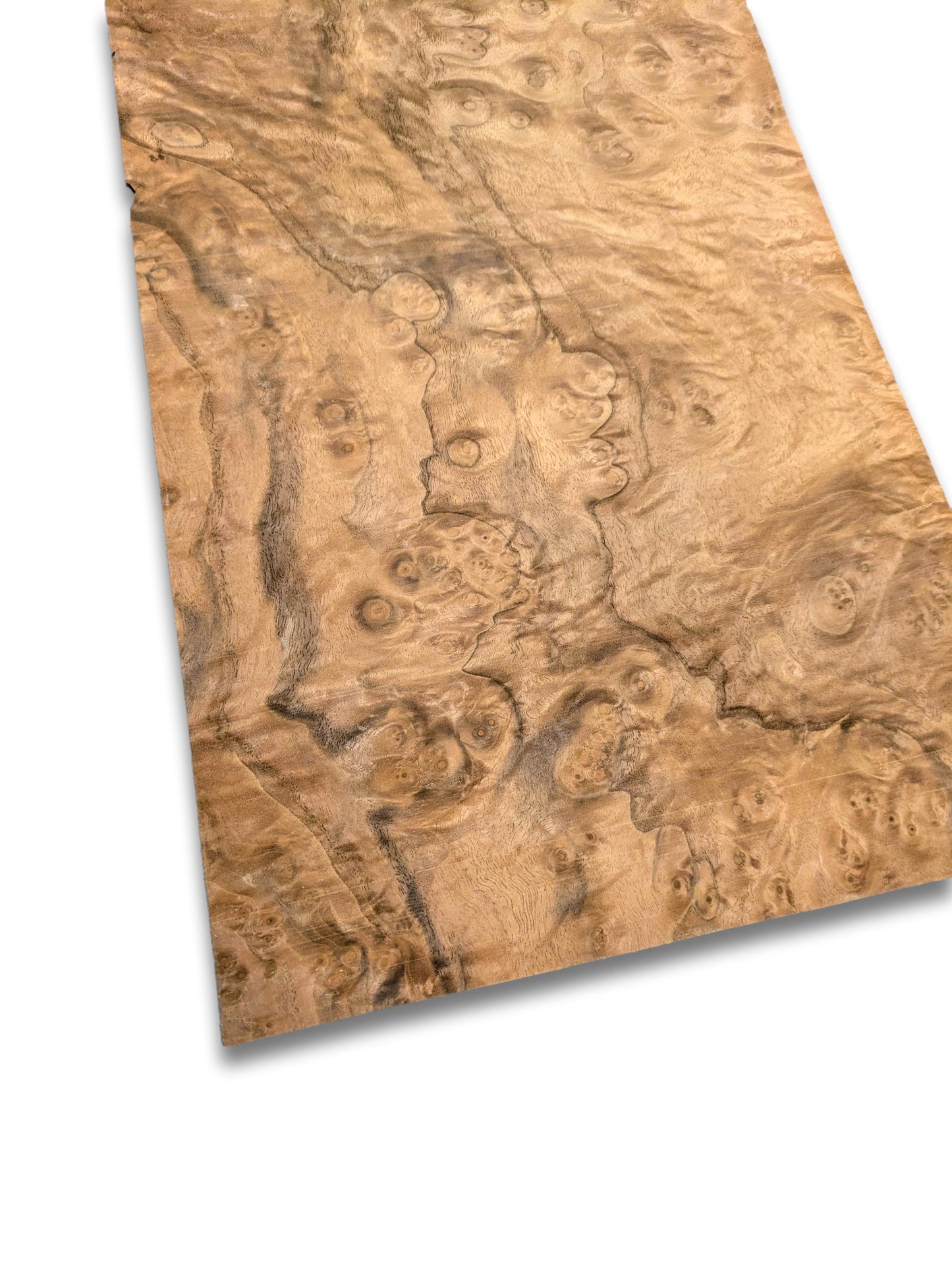 Placage de ronce de noyer | 49 x 23 cm